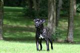 CANE CORSO 1157